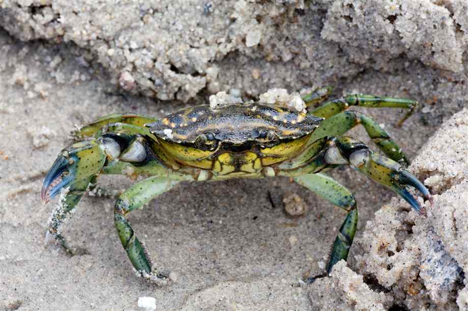 Травяной краб (Carcinus Maenas)